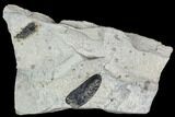 Two Pennsylvanian Fossil Fern (Macroneuropteris) Leaflets - Kentucky #112910-1